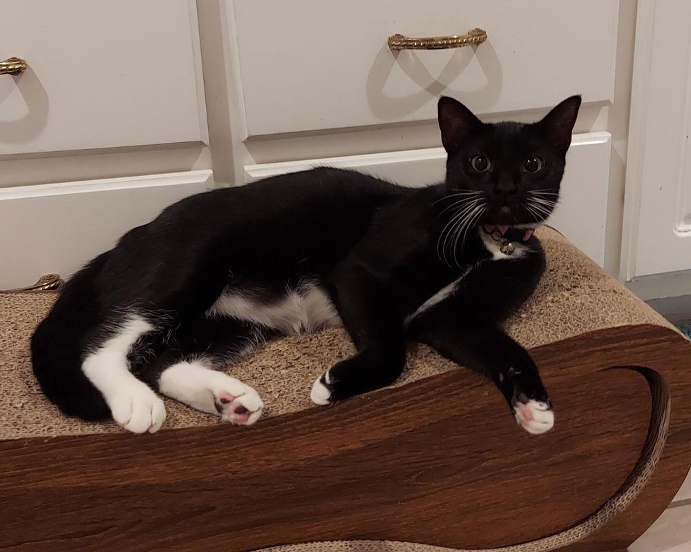 Zora, a Adoptable Domestic Short Hair in Panama city, FL image 3/3