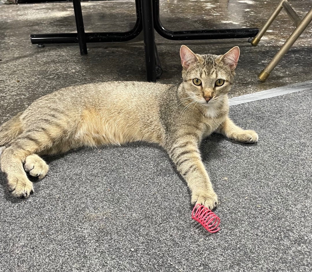 Mayberry, a Adopted mixed breed in Le Mars, IA image 1/5