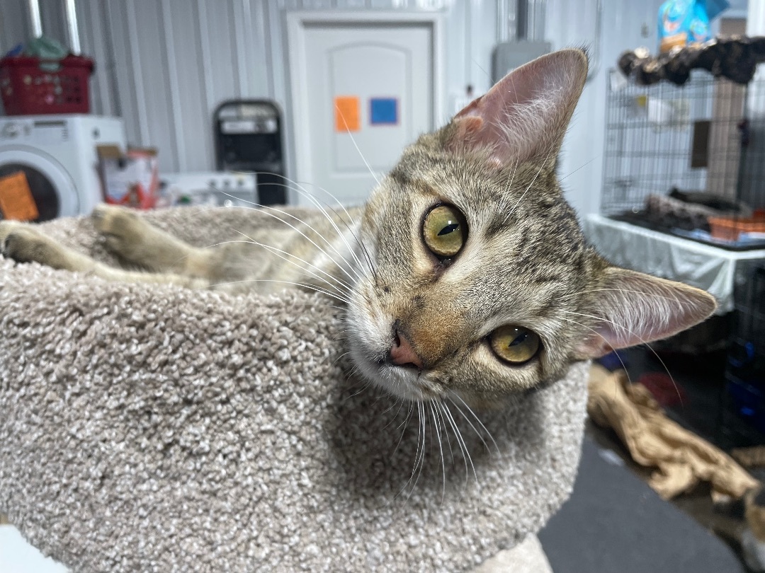 Mayberry, a Adopted mixed breed in Le Mars, IA image 2/5