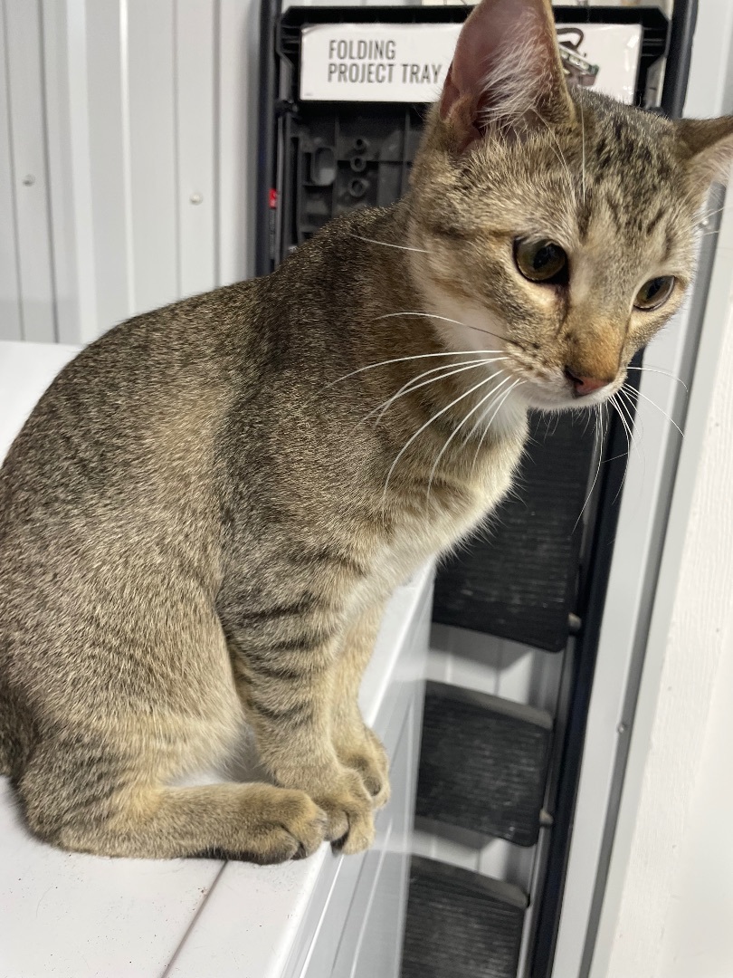 Mayberry, a Adopted mixed breed in Le Mars, IA image 3/5