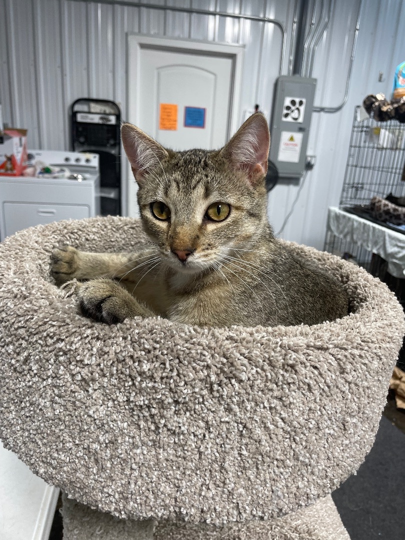 Mayberry, a Adopted mixed breed in Le Mars, IA image 4/5