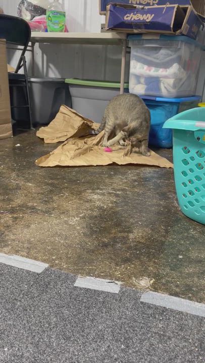 Enlarge Mayberry, a Adopted mixed breed in Le Mars, IA video 5/5