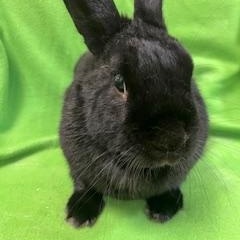 Enlarge Geraldine, a ADOPTABLE mixed breed in Haltom City, TX image 3/4