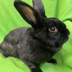 Enlarge Geraldine, a ADOPTABLE mixed breed in Haltom City, TX image 1/4