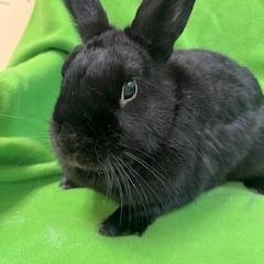 Enlarge Geraldine, a ADOPTABLE mixed breed in Haltom City, TX image 4/4