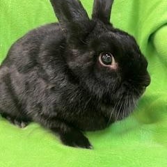 Enlarge Geraldine, a ADOPTABLE mixed breed in Haltom City, TX image 2/4