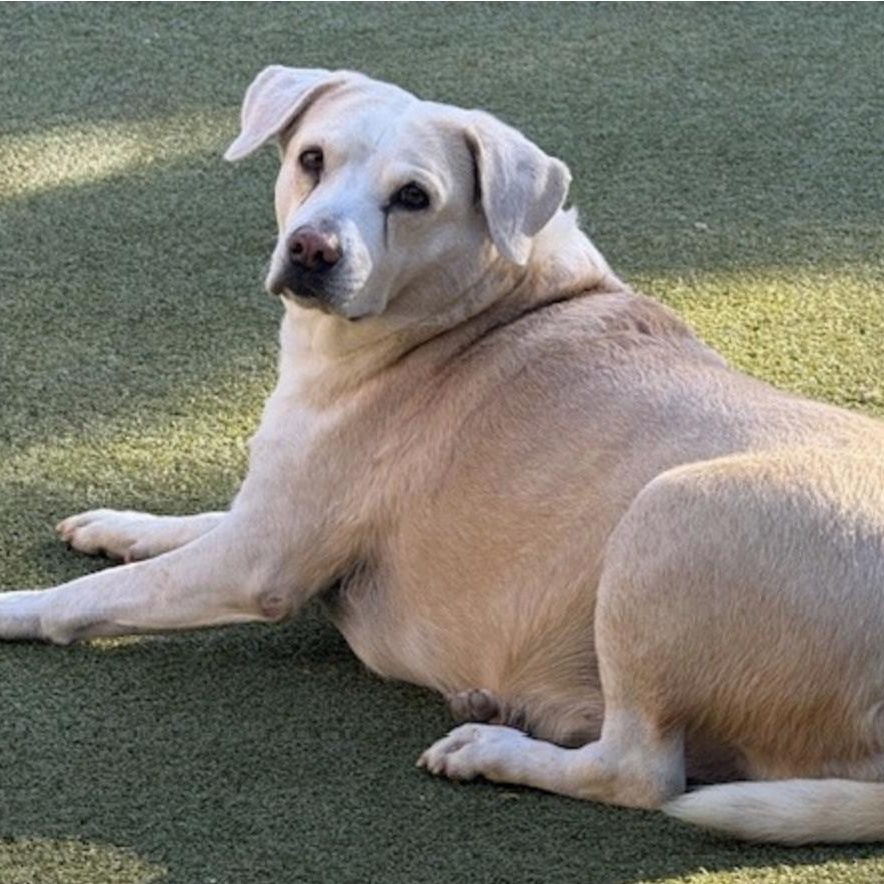 Enlarge MARGARITA, a Adoptable mixed breed in lisbon, CT image 1/5