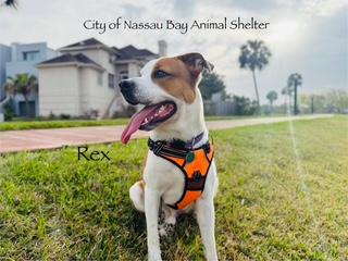 C70-24 Rex, a Adoptable mixed breed in Nassau Bay, TX image 1/4