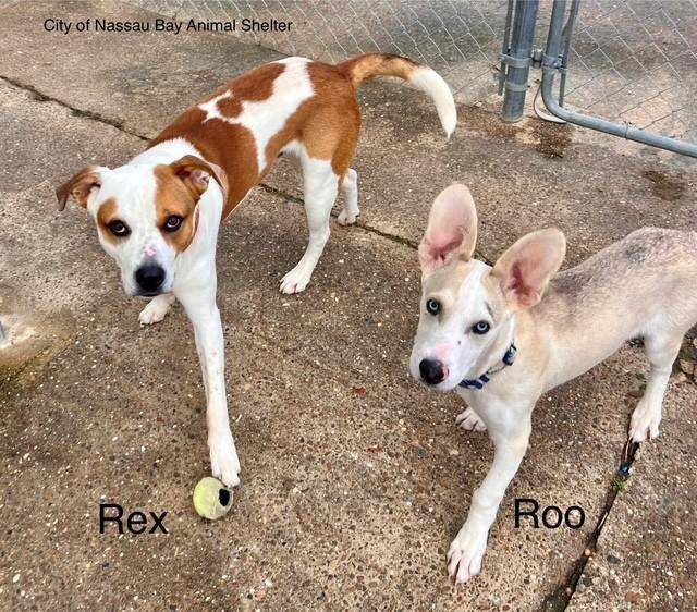 C70-24 Rex, a Adoptable mixed breed in Nassau Bay, TX image 2/4