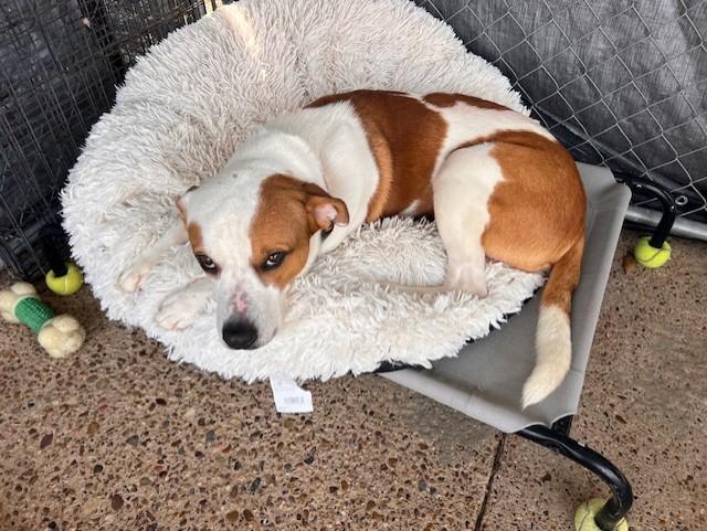 C70-24 Rex, a Adoptable mixed breed in Nassau Bay, TX image 3/4