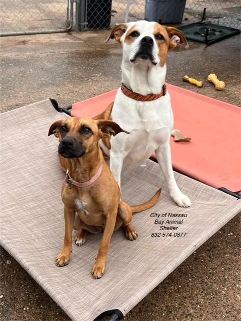 C70-24 Rex, a Adoptable mixed breed in Nassau Bay, TX image 4/4