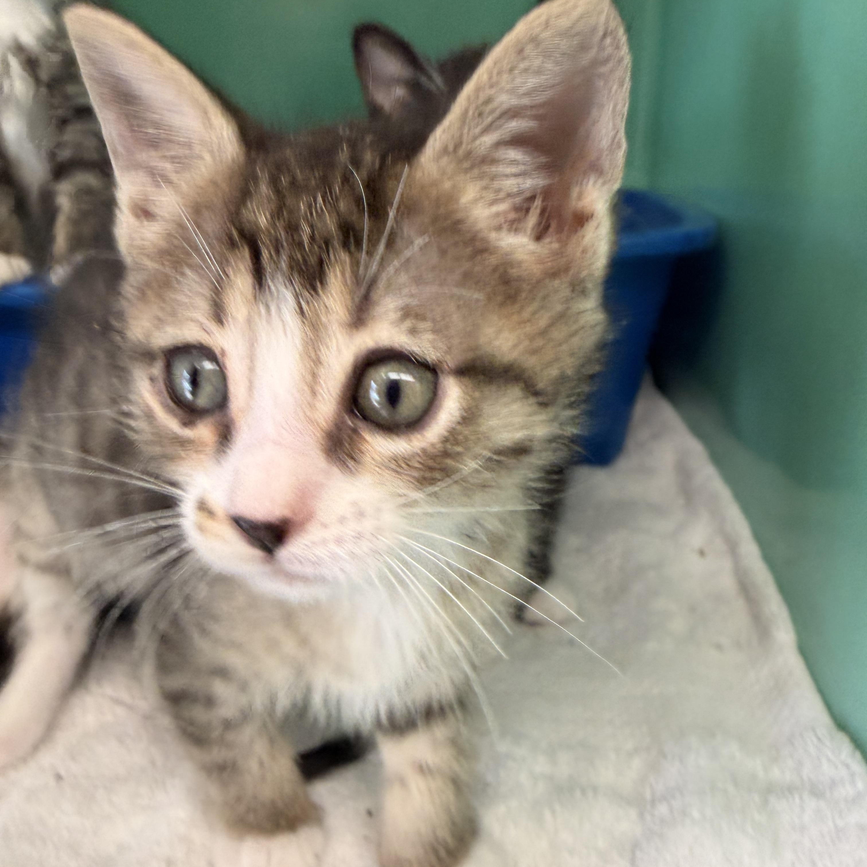 Benson, a ADOPTABLE Tabby in Crescent City, CA image 1/2