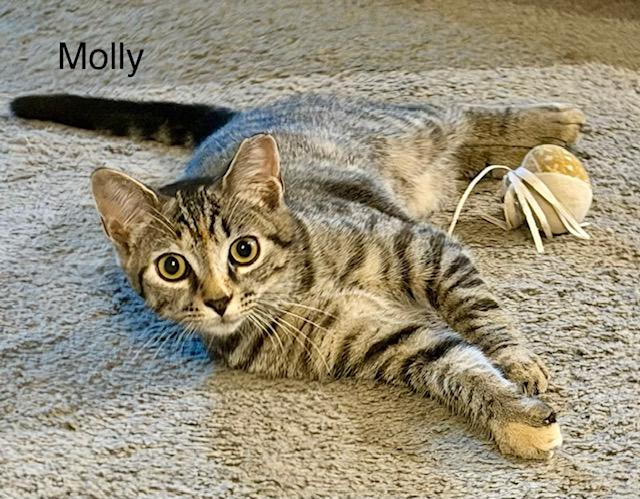 Molly, a Adoptable Domestic Short Hair in Annapolis, MD image 3/3