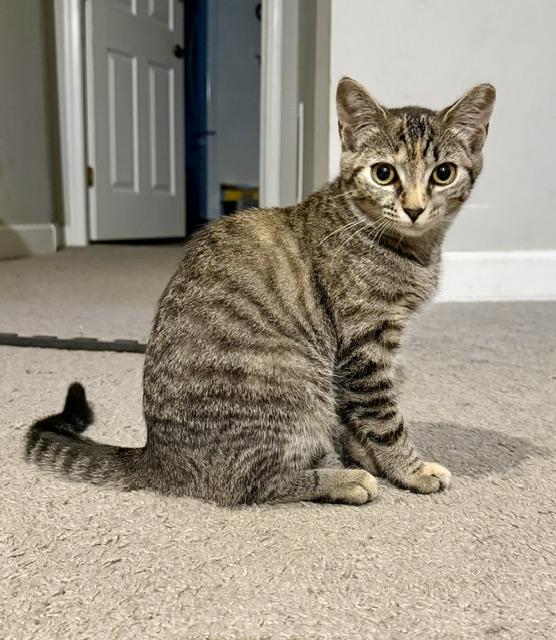 Molly, Adoptable, Kitten Female Domestic Short Hair.