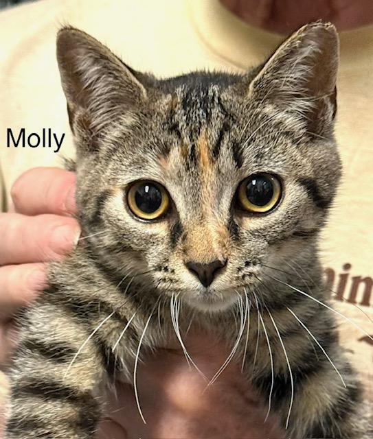 Molly, a Adoptable Domestic Short Hair in Annapolis, MD image 2/3