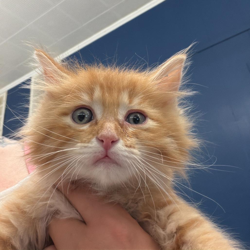 Tommy, Adoptable, Kitten Male Domestic Long Hair.