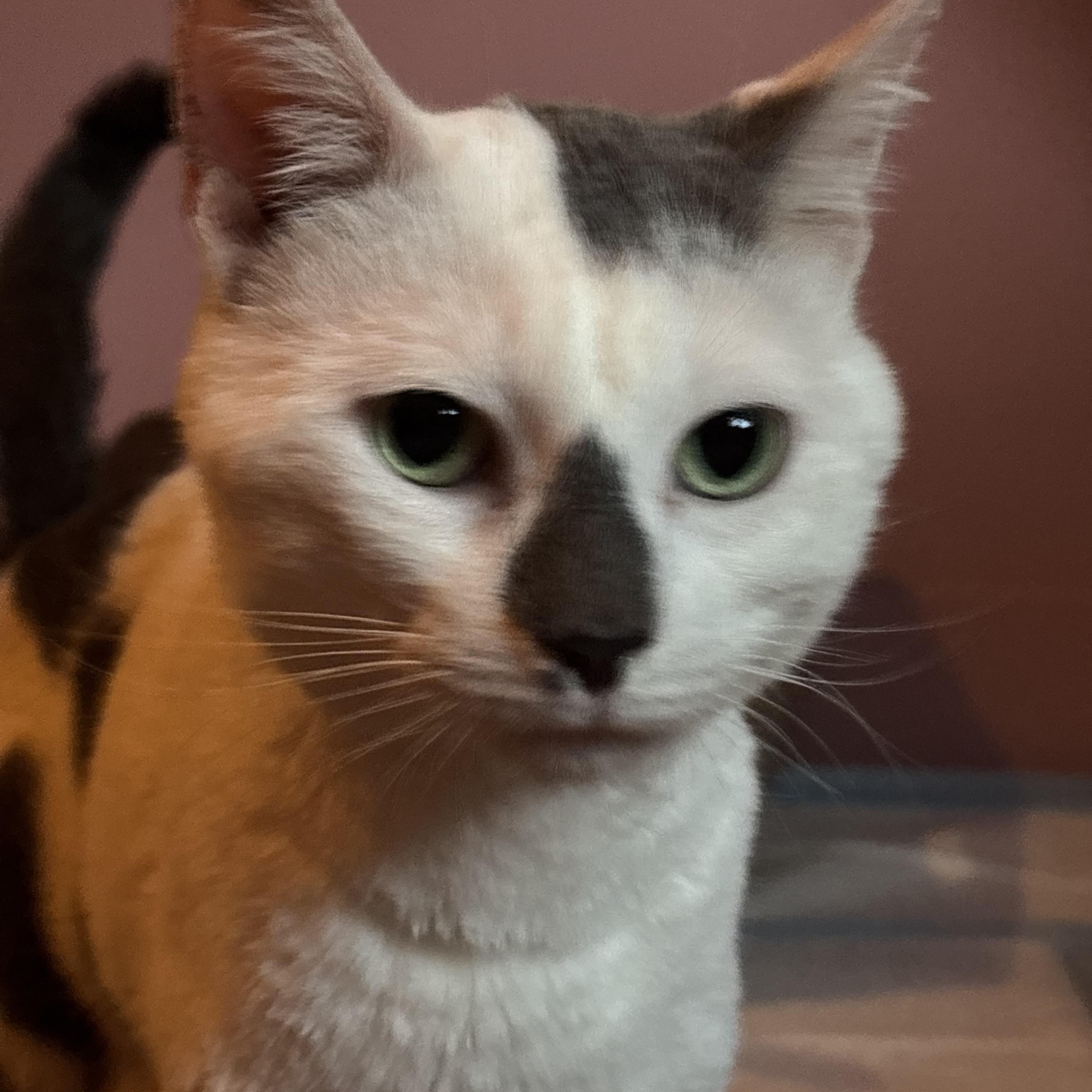 Enlarge Earl Grey, a Adoptable Domestic Short Hair in Groveland, MA image 1/3
