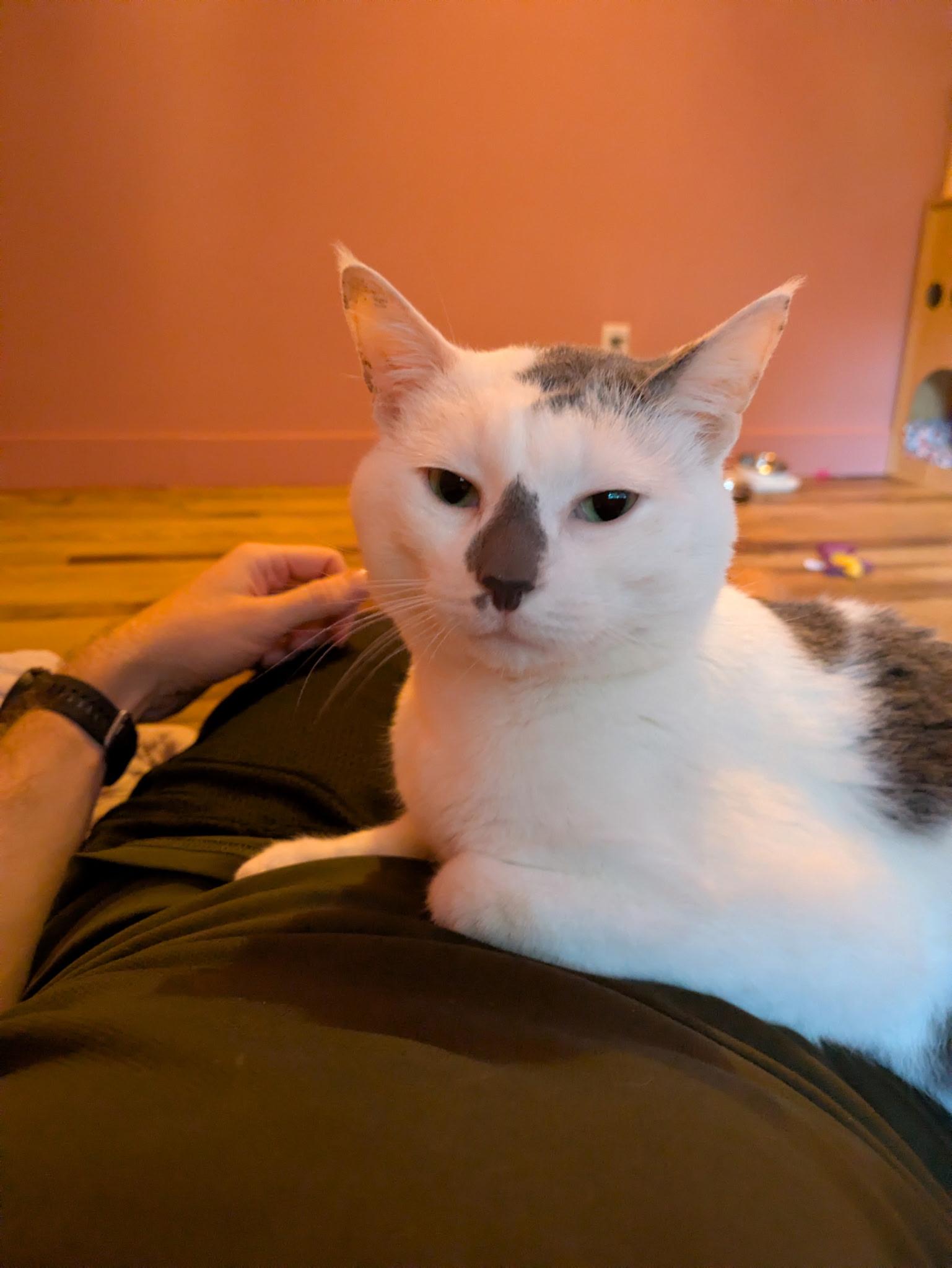 Enlarge Earl Grey, a Adoptable Domestic Short Hair in Groveland, MA image 3/3