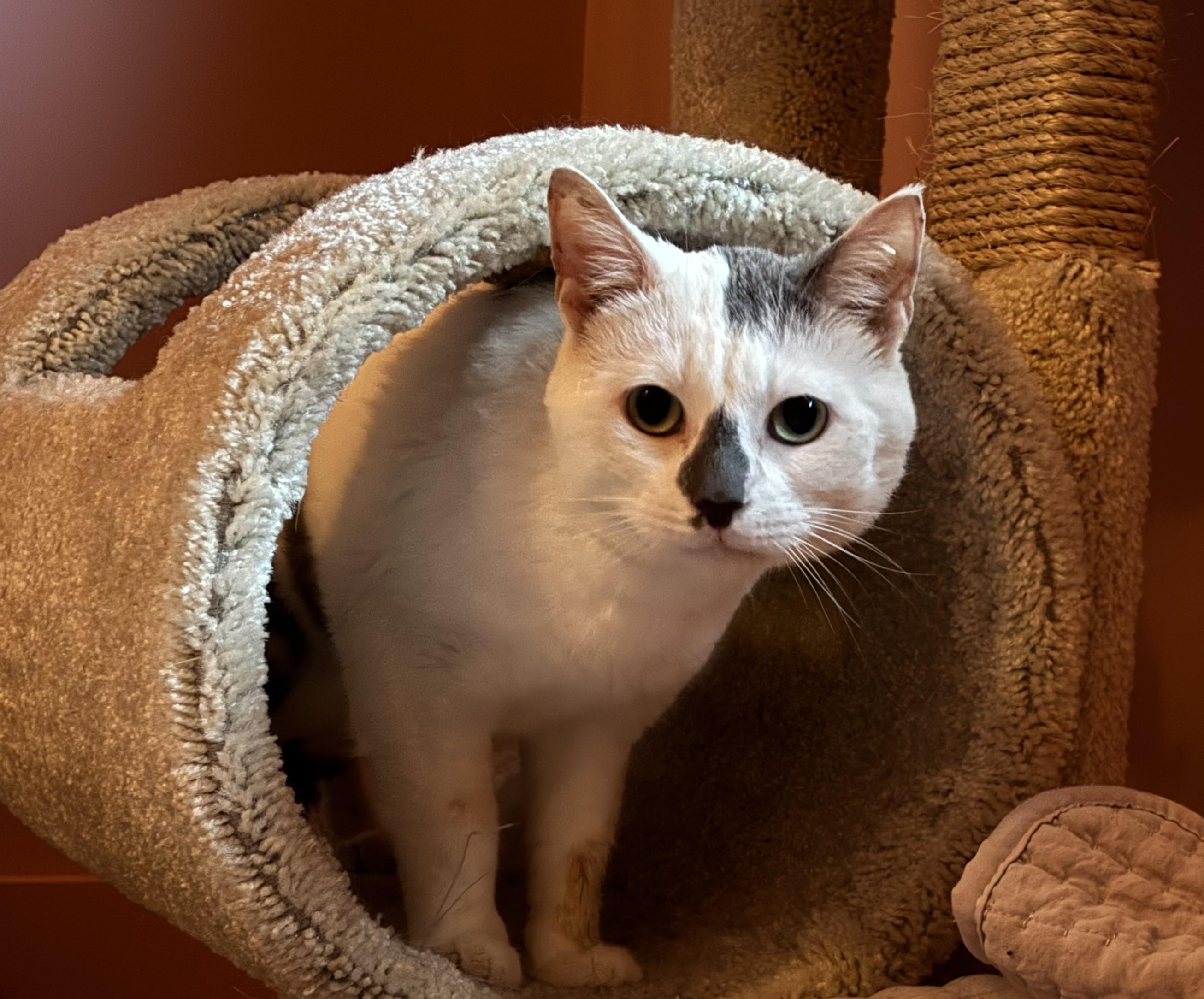 Enlarge Earl Grey, a Adoptable Domestic Short Hair in Groveland, MA image 2/3