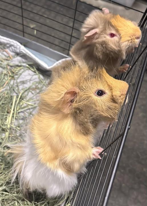 Floof & Fluff, Adoptable, Young Male Guinea Pig.