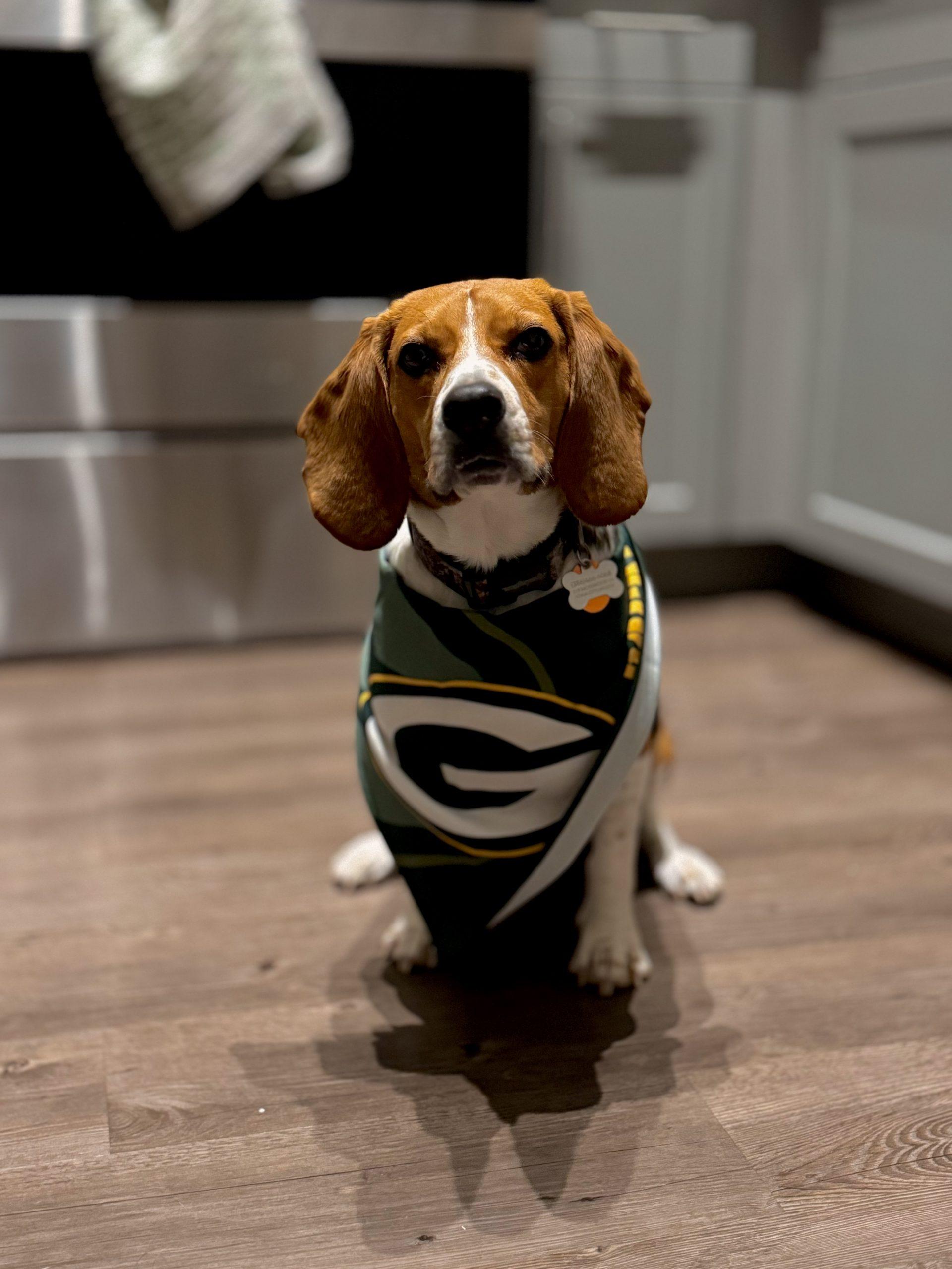 Buddy, Adoptable, Adult Male Beagle.