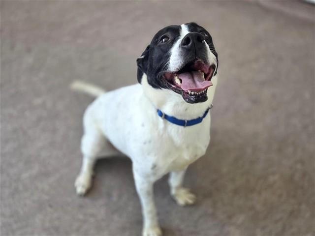 SADIE, Adoptable, Young Female Terrier.