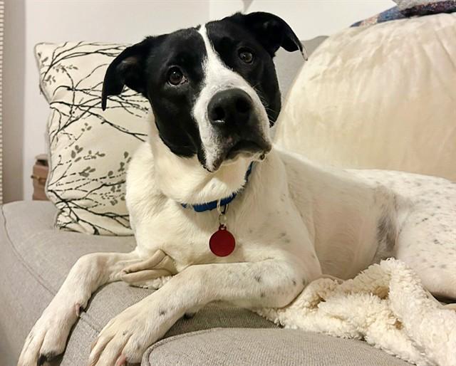 SADIE, Adoptable, Young Female Terrier.