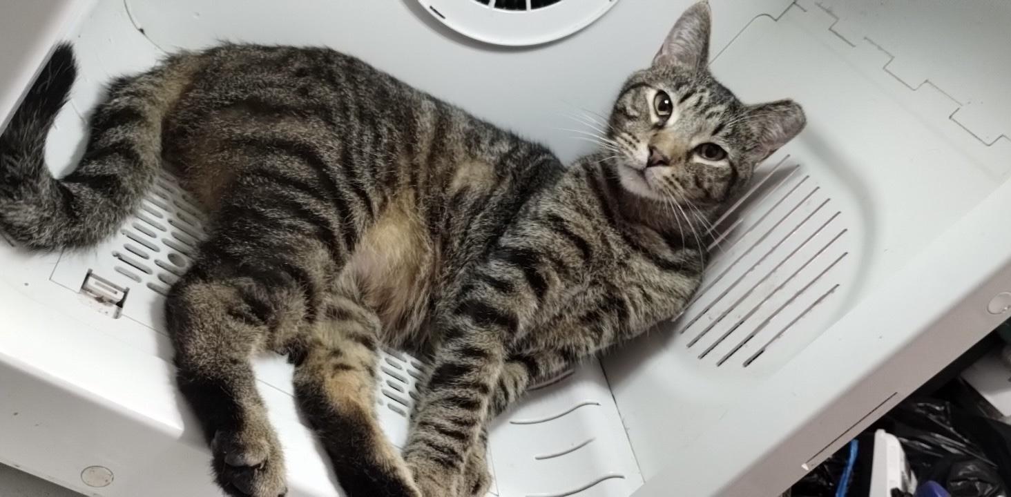 Enlarge Todd, a Adoptable Domestic Short Hair in Lodi, CA image 2/6