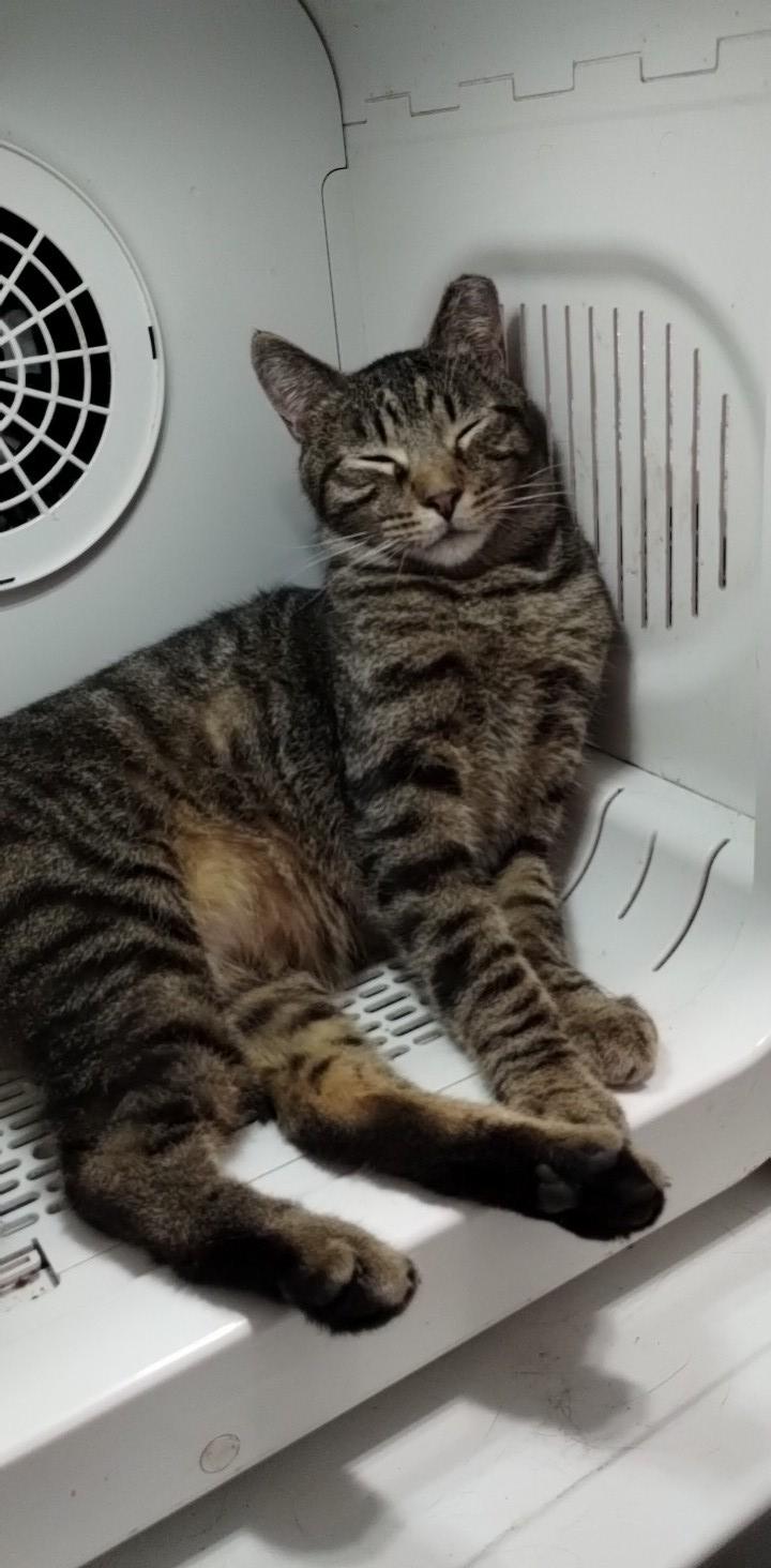 Enlarge Todd, a Adoptable Domestic Short Hair in Lodi, CA image 3/6