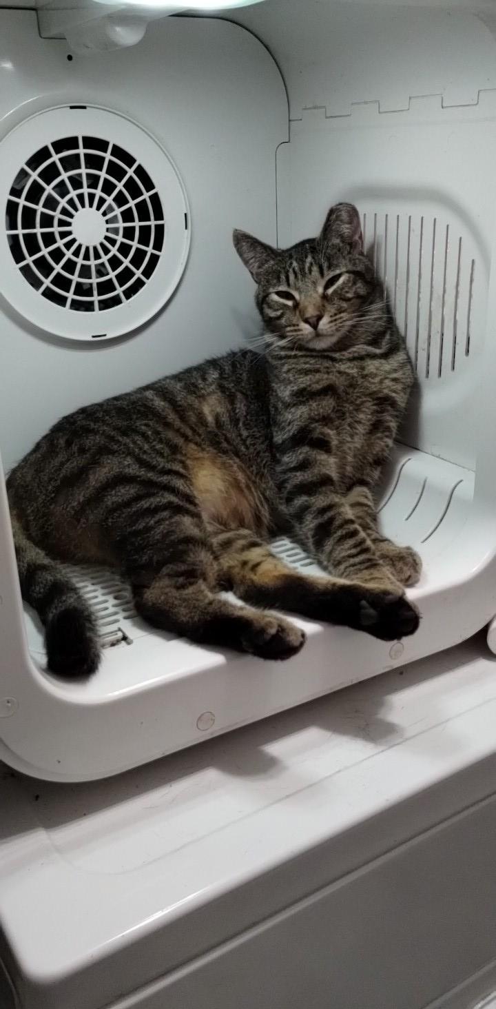 Enlarge Todd, a Adoptable Domestic Short Hair in Lodi, CA image 4/6