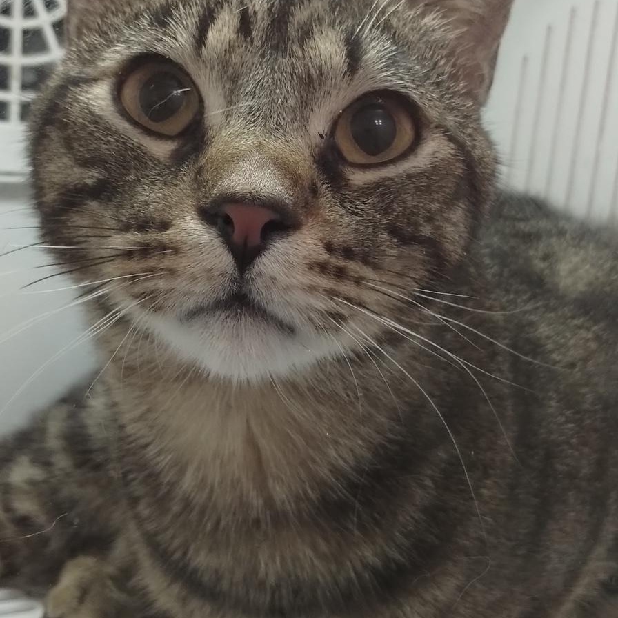 Enlarge Todd, a Adoptable Domestic Short Hair in Lodi, CA image 1/6