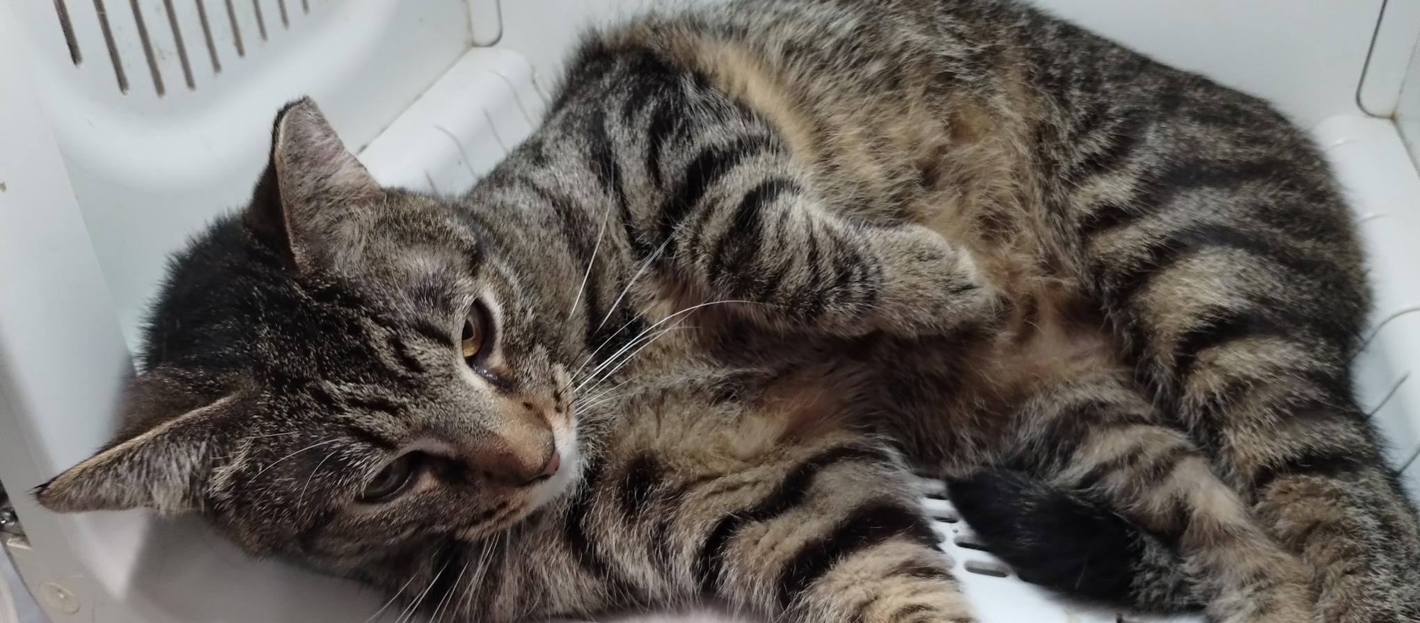 Enlarge Todd, a Adoptable Domestic Short Hair in Lodi, CA image 5/6