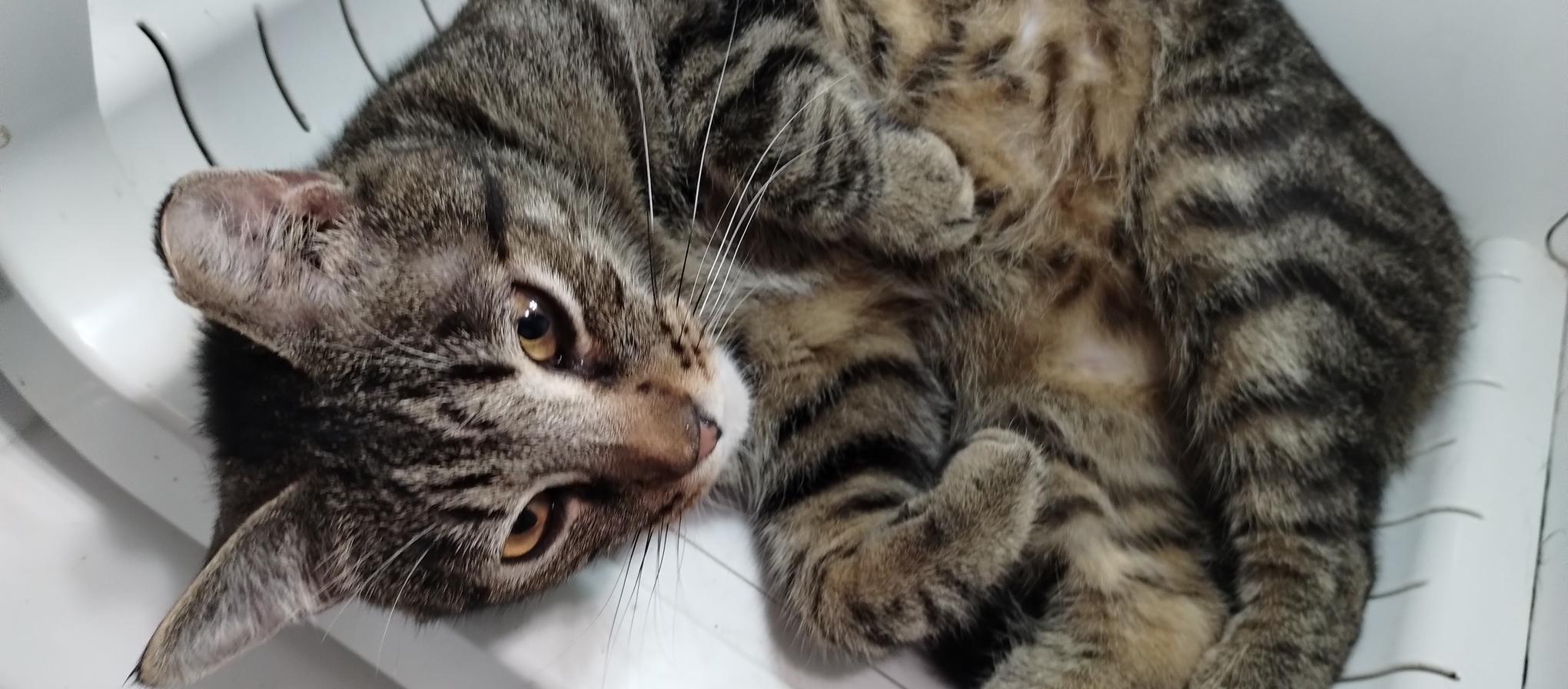 Enlarge Todd, a Adoptable Domestic Short Hair in Lodi, CA image 6/6