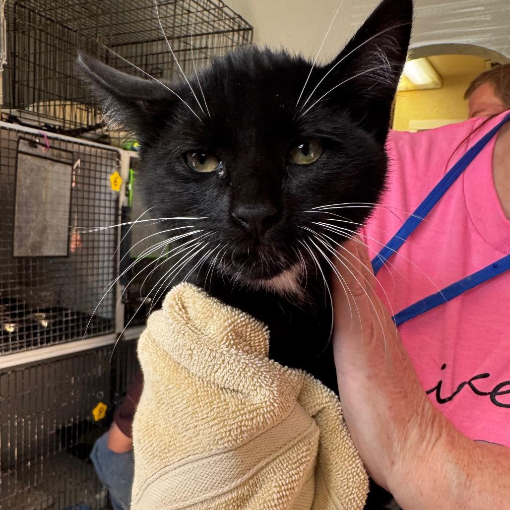 Enlarge Sheldon, a Adoptable Domestic Short Hair in Carlin, NV image 1/1