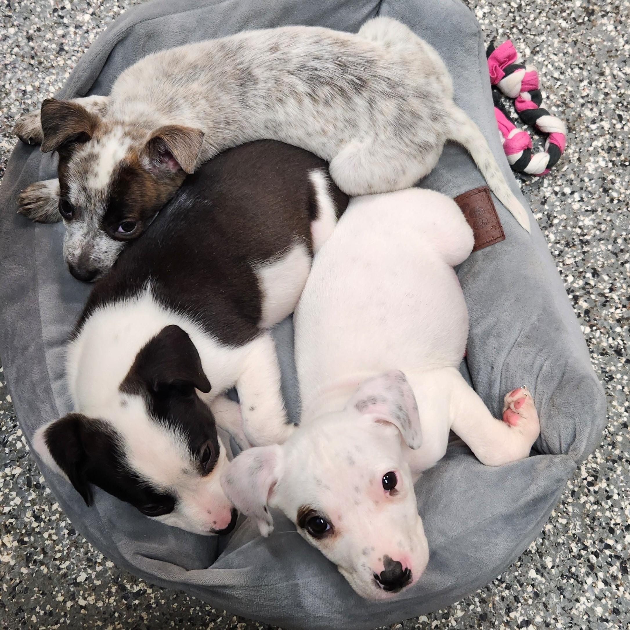 Enlarge Snowflake, a ADOPTABLE mixed breed in Siloam Springs, AR image 4/4