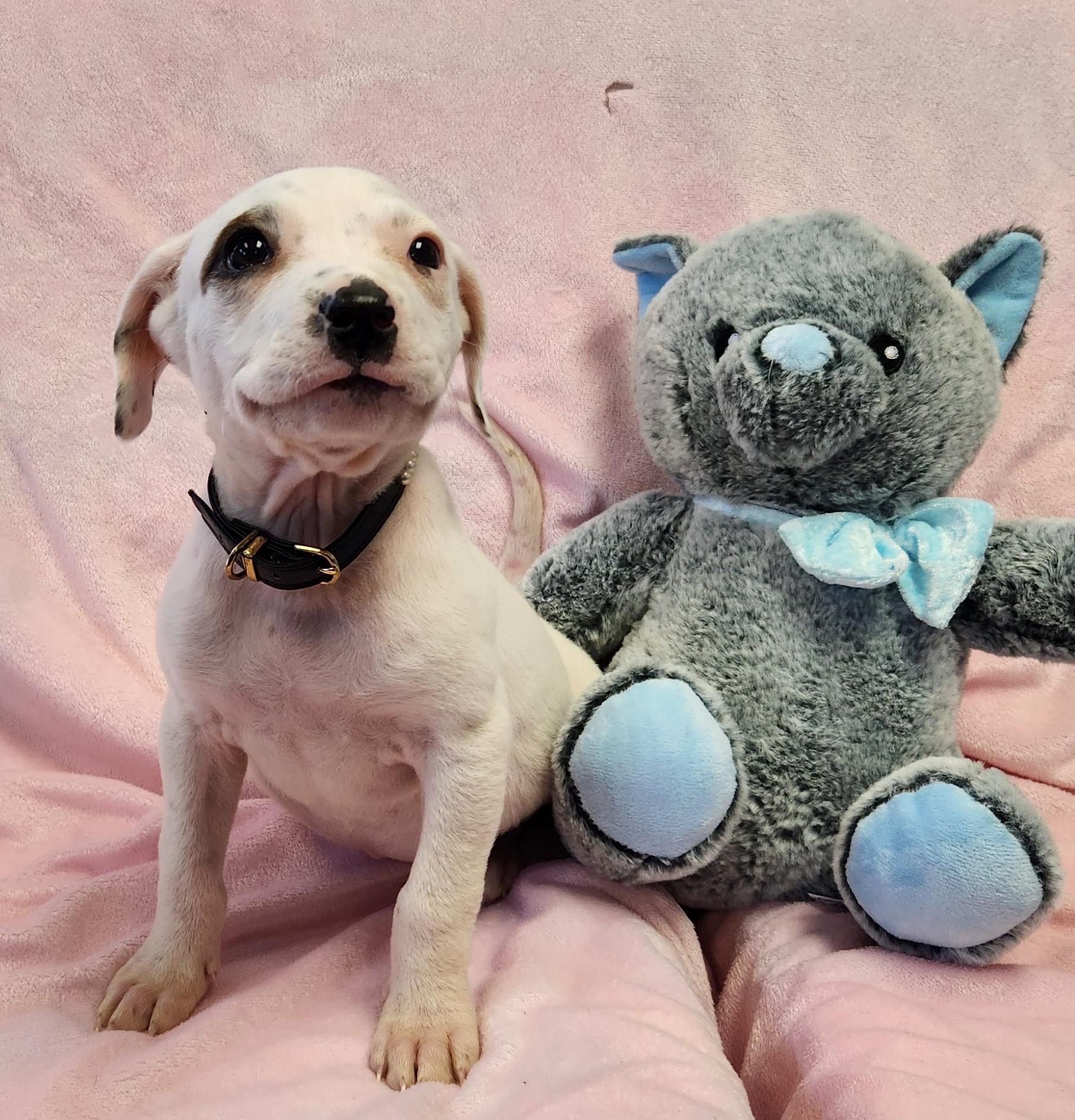 Snowflake, ADOPTABLE, Puppy Female Labrador Retriever & Cattle Dog.