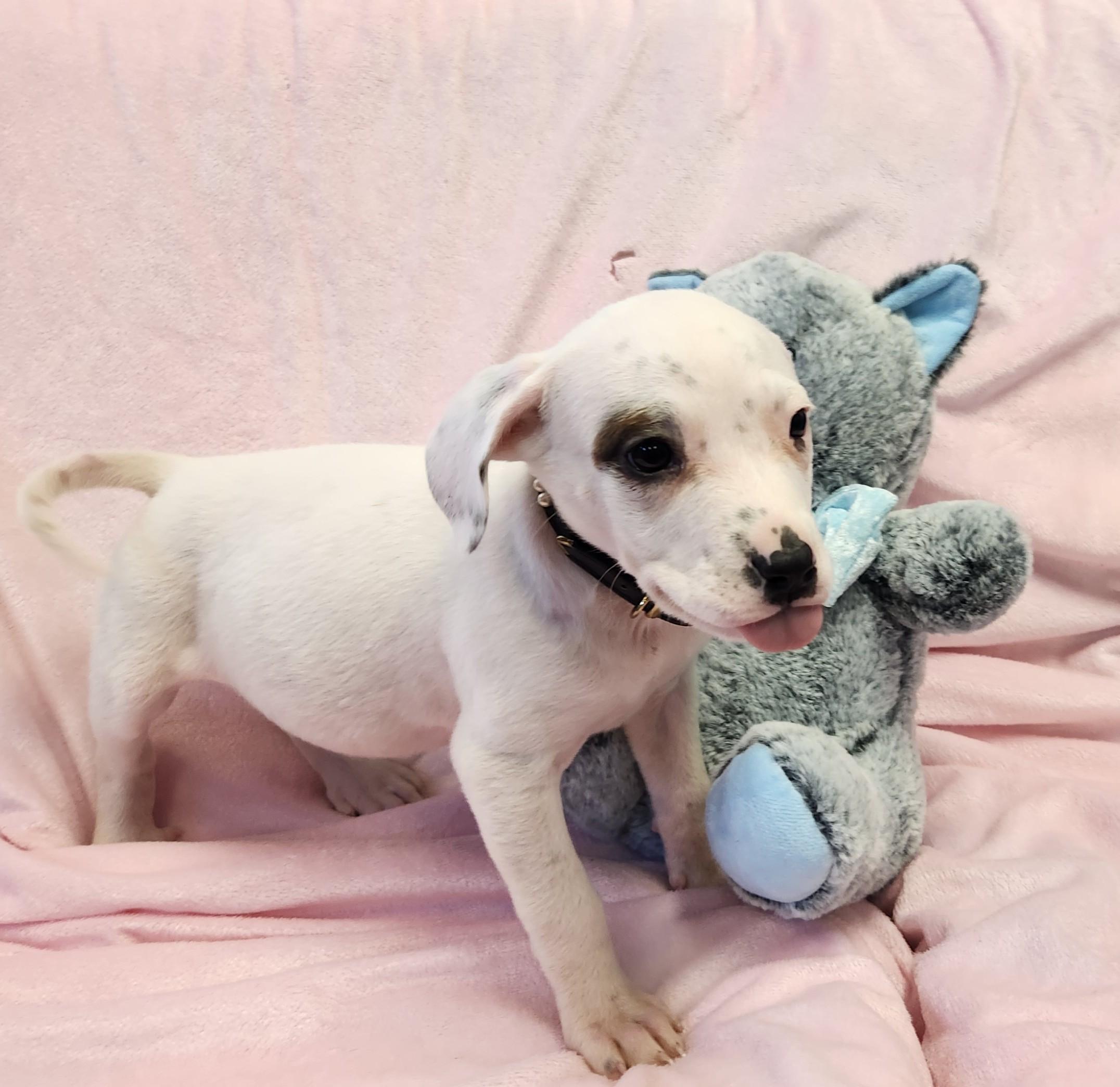 Enlarge Snowflake, a ADOPTABLE mixed breed in Siloam Springs, AR image 3/4