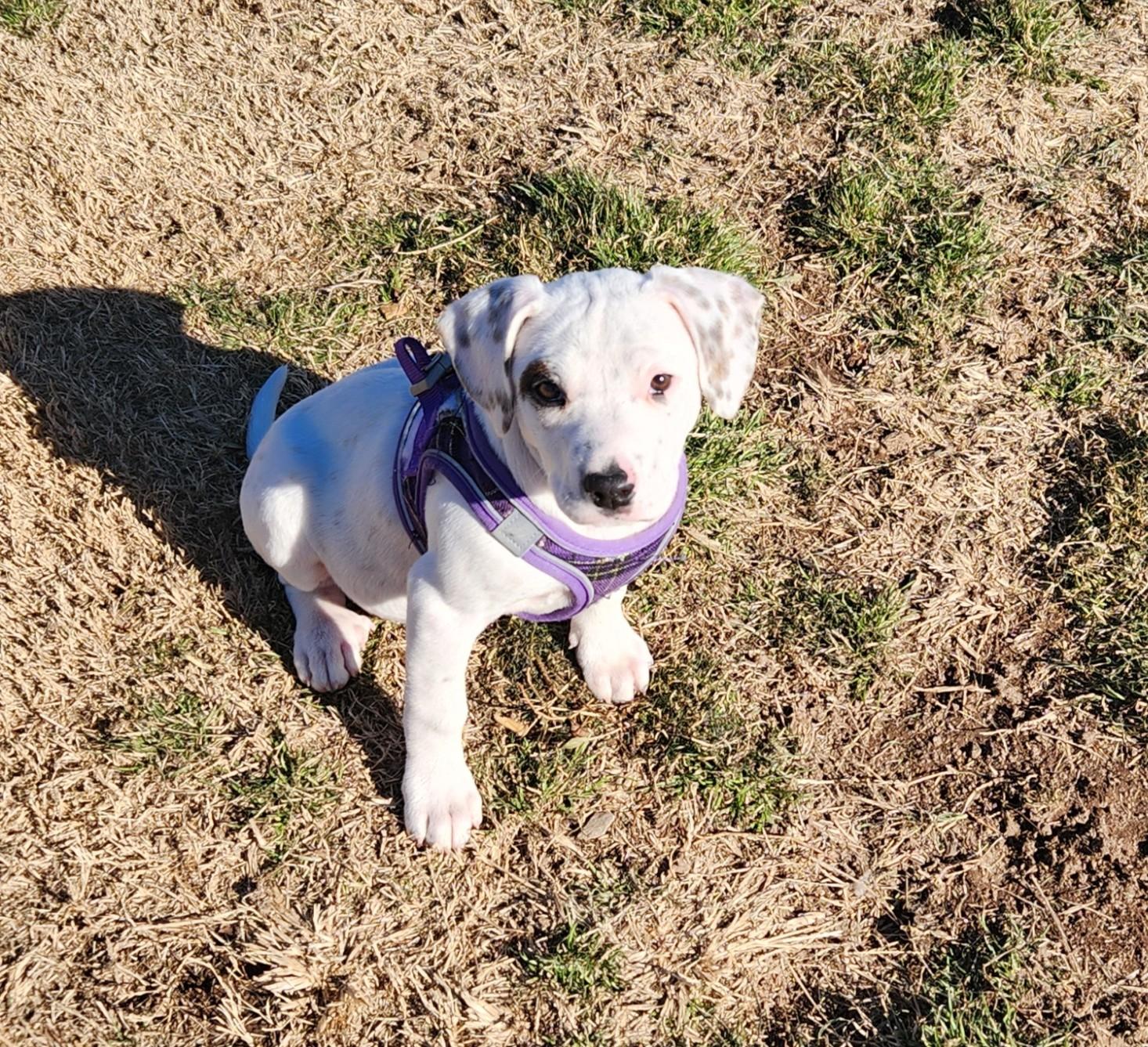 Snowflake, ADOPTABLE, Puppy Female Labrador Retriever & Cattle Dog.