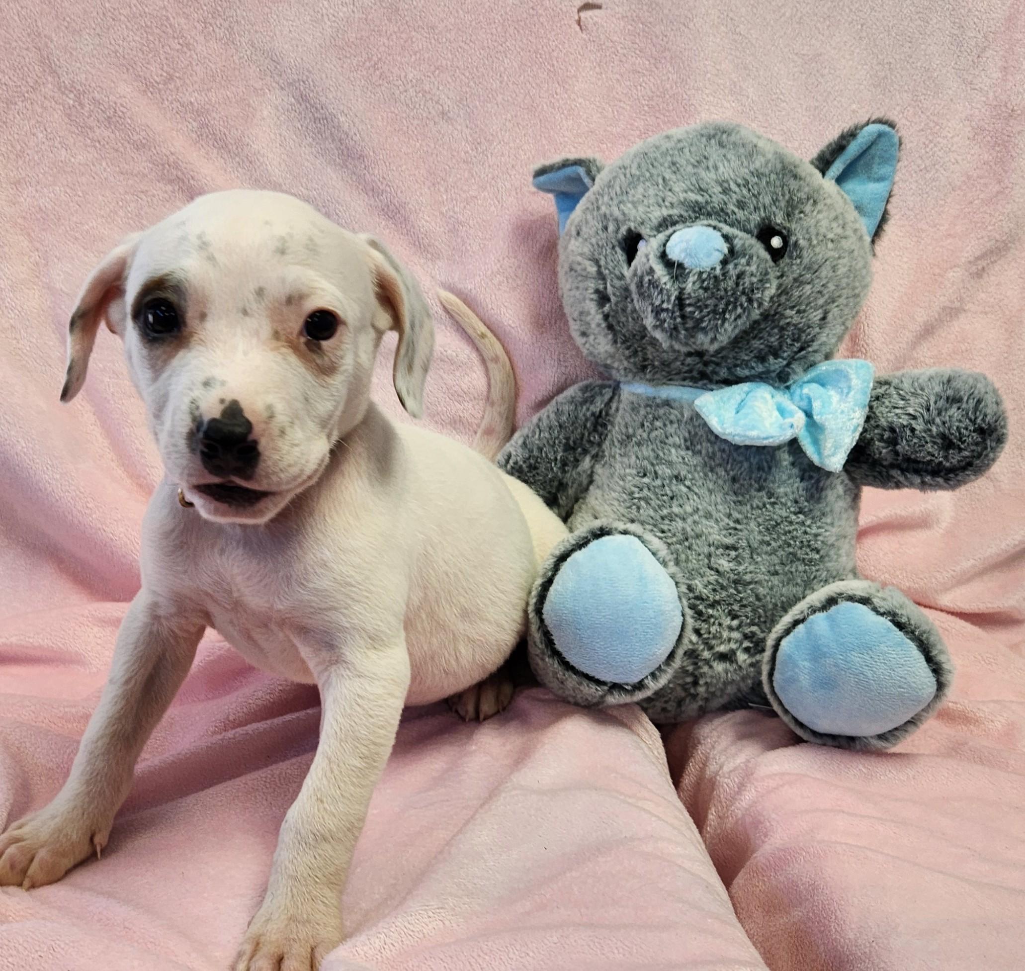 Enlarge Snowflake, a ADOPTABLE mixed breed in Siloam Springs, AR image 2/4