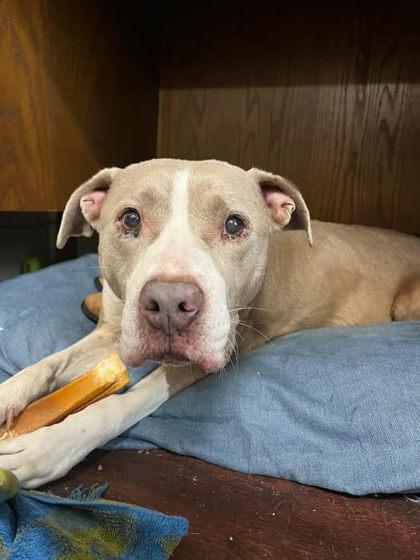 Dudley, Adoptable, Senior Male Pit Bull Terrier & Mixed Breed.
