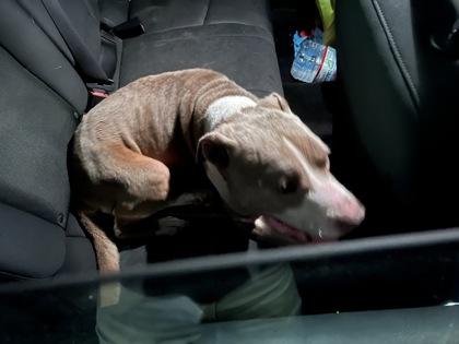 Dudley, a Adoptable mixed breed in Blue Ridge, GA image 2/3