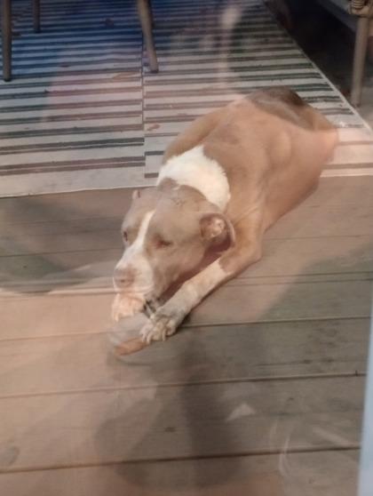 Dudley, a Adoptable mixed breed in Blue Ridge, GA image 3/3