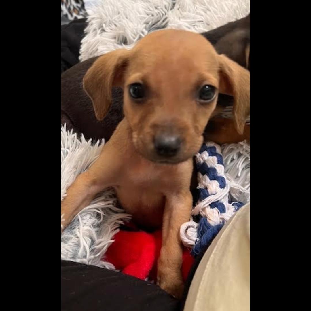 Bonoroo, ADOPTABLE, Puppy Male Chihuahua.