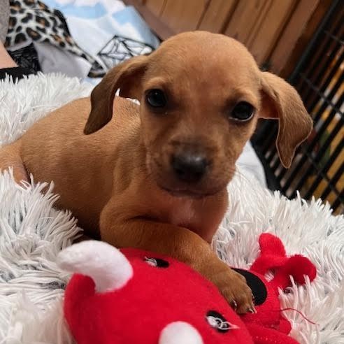 Bonoroo, a ADOPTABLE mixed breed in Midlothian, VA image 2/3