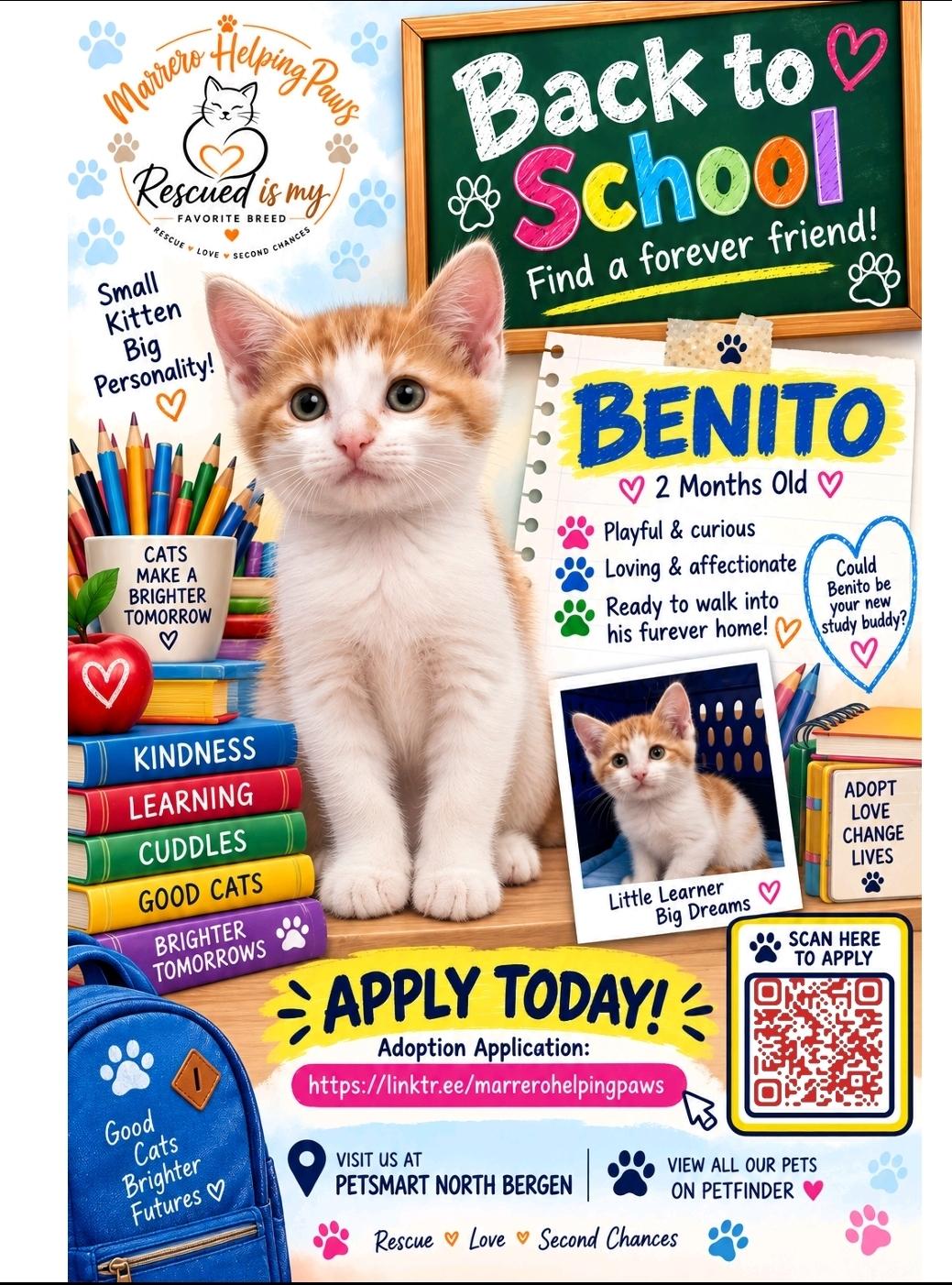 Enlarge Benito, a Adoptable Domestic Short Hair in North Bergen, NJ image 1/4