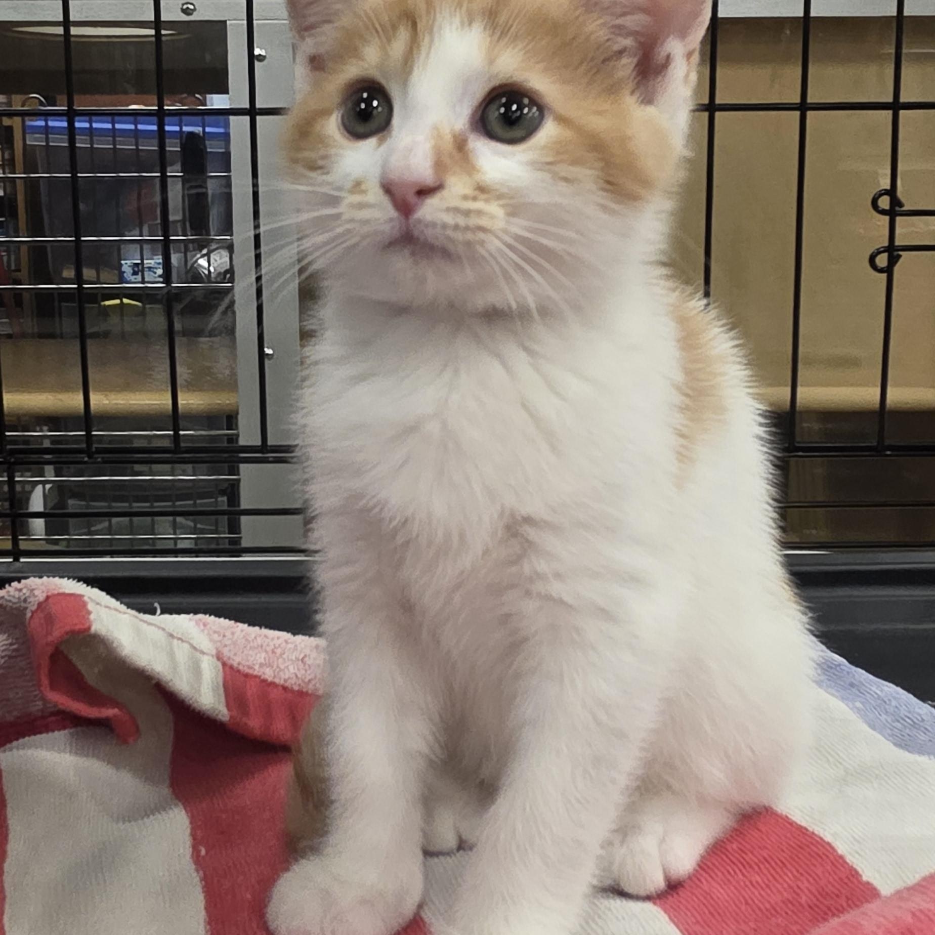 Enlarge Benito, a Adoptable Domestic Short Hair in North Bergen, NJ image 3/4