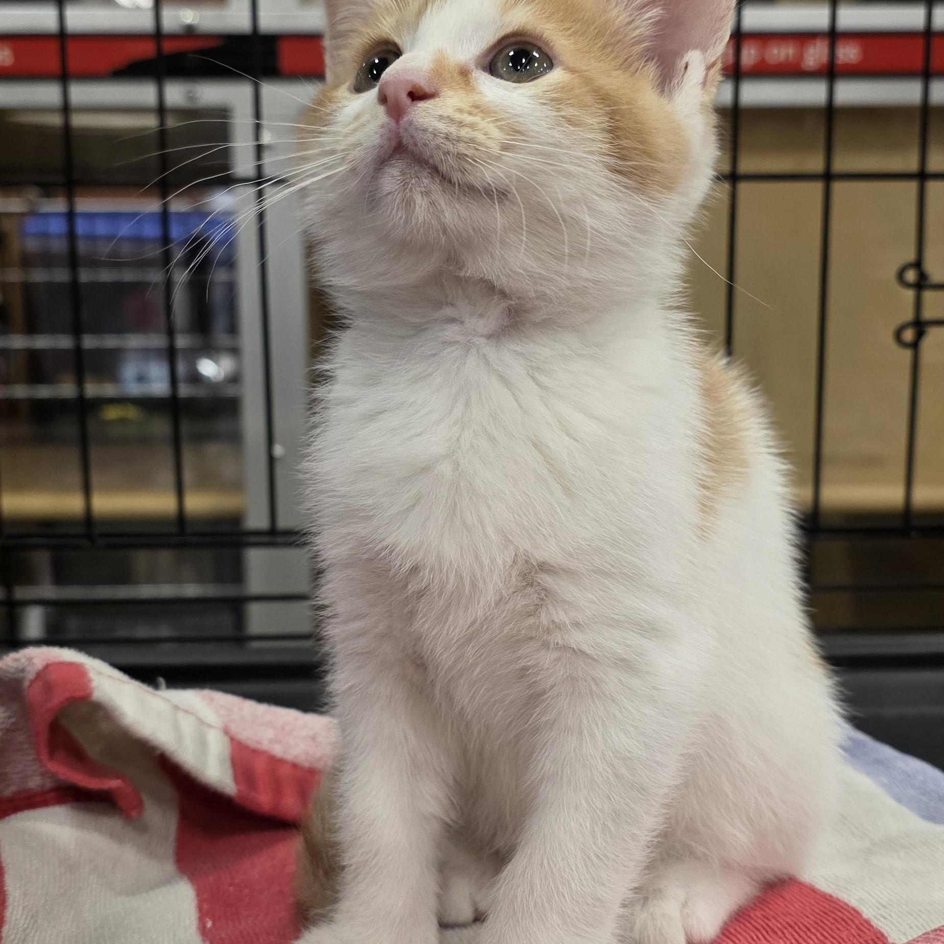 Enlarge Benito, a Adoptable Domestic Short Hair in North Bergen, NJ image 4/4