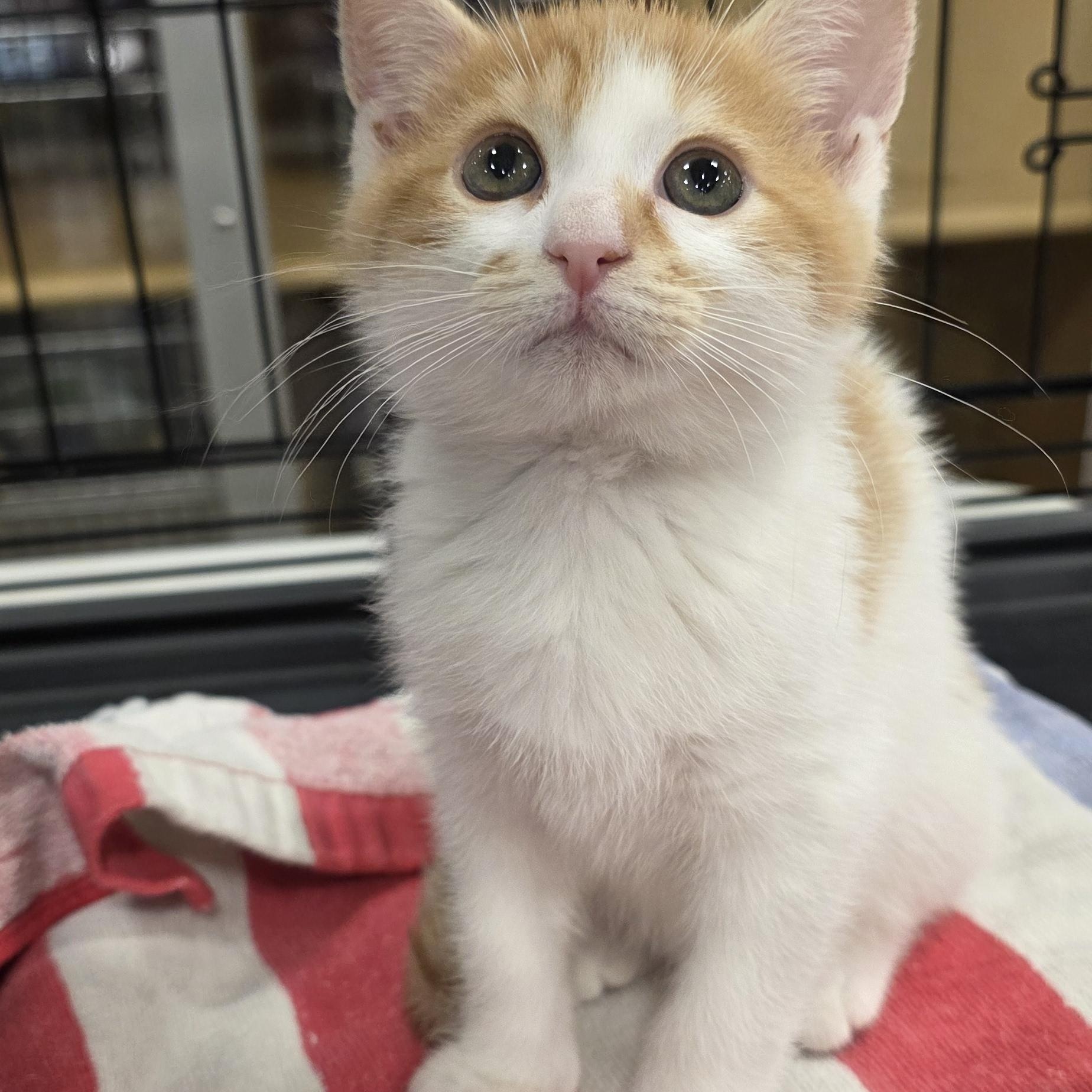 Enlarge Benito, a Adoptable Domestic Short Hair in North Bergen, NJ image 2/4