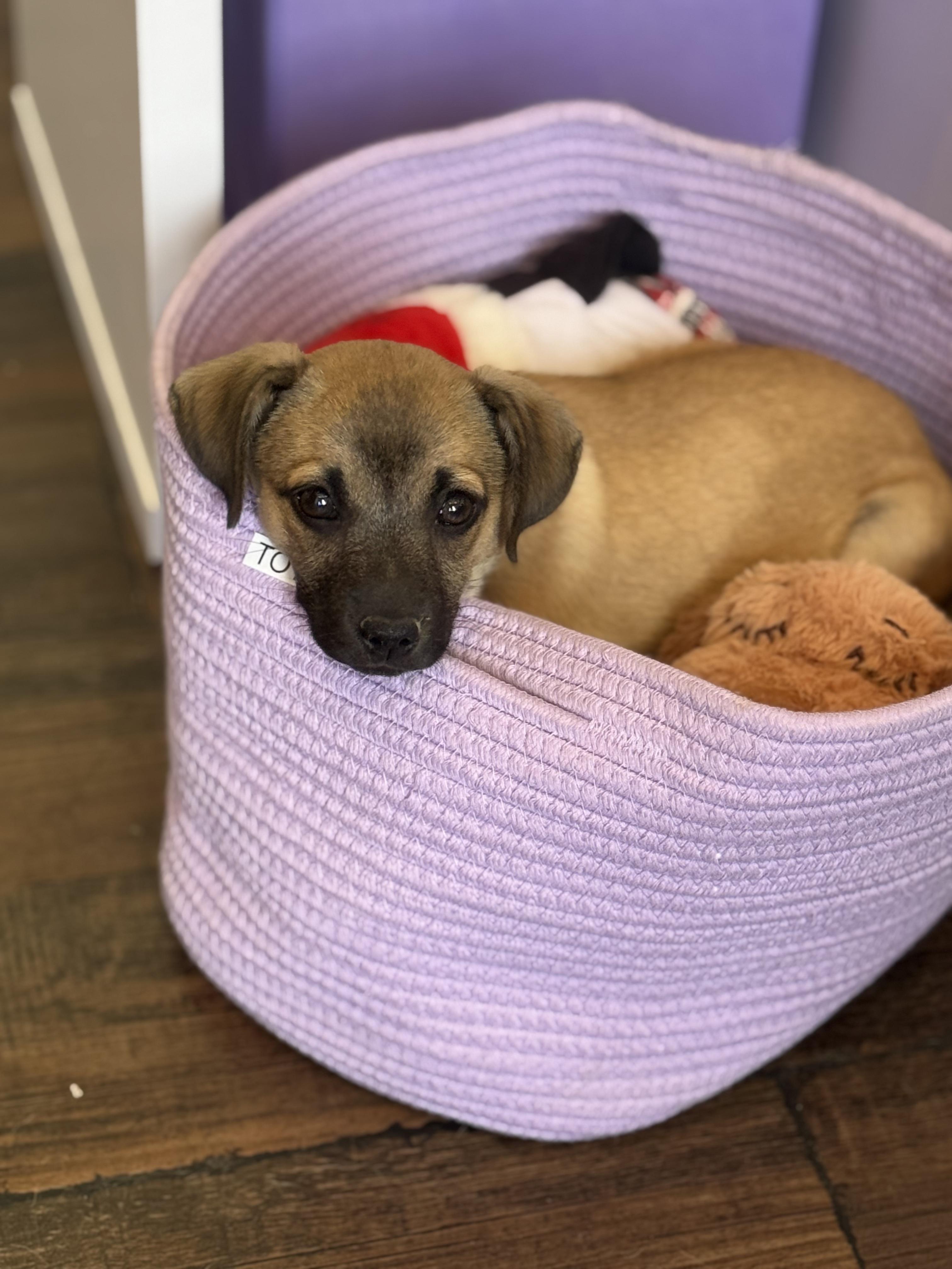 Enlarge Genevieve, a ADOPTABLE mixed breed in West Hollywood, CA image 6/6