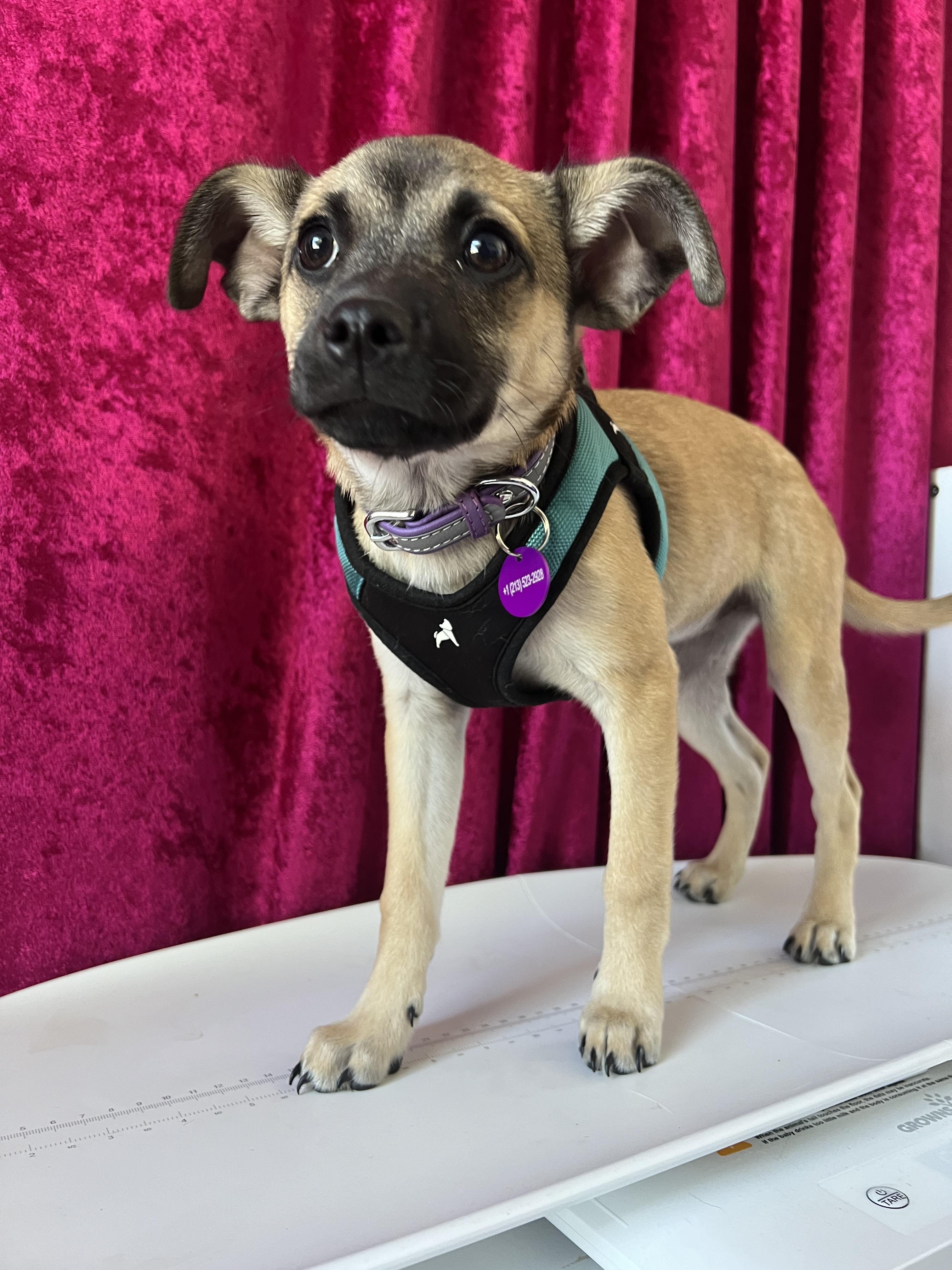 Enlarge Genevieve, a ADOPTABLE mixed breed in West Hollywood, CA image 1/6